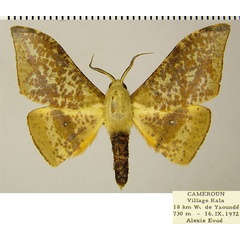 /filer/webapps/moths/media/images/H/hellingsi_Plegapteryx_AM_ZSM.jpg