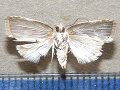 /usr/local/www/sites/moths/media/images/V/virgulana_Pardasena_A_Goff_02.jpg