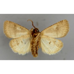 /filer/webapps/moths/media/images/P/pectinifer_Athetis_A_RMCA_02.jpg