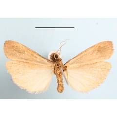 /filer/webapps/moths/media/images/P/peperita_Aroterosia_A_MGCLb_01_gb5fIxe.JPG