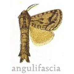 /filer/webapps/moths/media/images/A/angulifascia_Teragra_STM_NHMUK.jpg