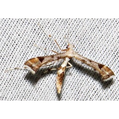 /filer/webapps/moths/media/images/D/direptalis_Amblyptilia_A_Braun_05.jpg