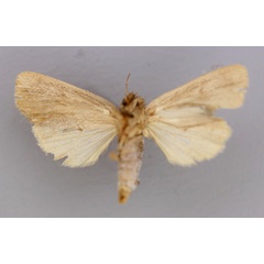 /filer/webapps/moths/media/images/M/mesophaena_Sciomesa_A_RMCA_04.jpg