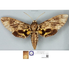 /filer/webapps/moths/media/images/L/lingens_Panogena_HT_BMNH.jpg