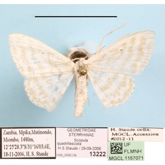 /filer/webapps/moths/media/images/Q/quadrifasciata_Scopula_A_MGCLa_01.JPG