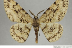 Zeuctoboarmia bipandata