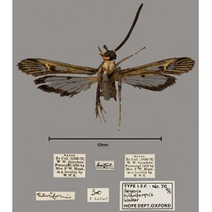 /filer/webapps/moths/media/images/H/hilariformis_Aegeria_PTM_OUMNH_02.jpg