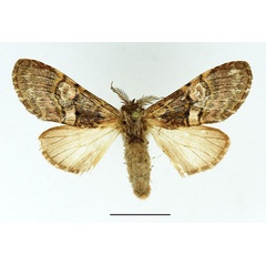 /filer/webapps/moths/media/images/M/mediata_Rhenea_AM_Basquin_01.jpg