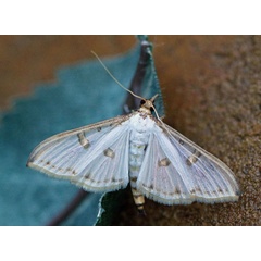 /filer/webapps/moths/media/images/M/metallata_Palpita_A_Voaden.jpg