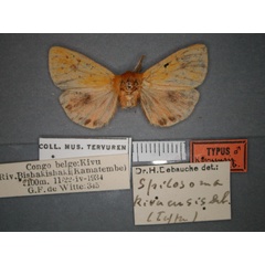 /filer/webapps/moths/media/images/K/kivuensis_Carcinarctia_HT_RMCA_01.jpg