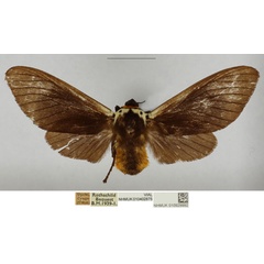 /filer/webapps/moths/media/images/F/fredpricei_Casphalia_PTF_NHMUK.jpg