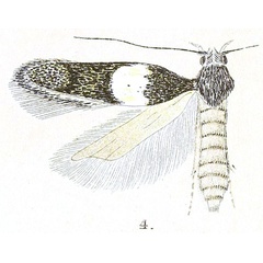 /filer/webapps/moths/media/images/P/probata_Telphusa_PTF_Meyrick_4-4.jpg