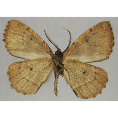 /filer/webapps/moths/media/images/L/luteifasciata_Menophra_HT_ZSMb.jpg