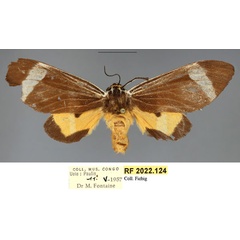 /filer/webapps/moths/media/images/E/extranea_Casphalia_AF_RMCA.jpg