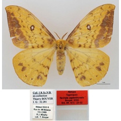 /filer/webapps/moths/media/images/S/septentrionalis_Tagoropsis_AT_RBINS_01.jpg