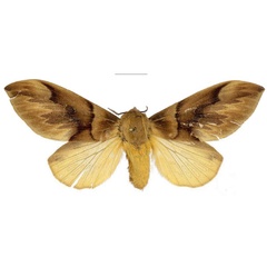 /filer/webapps/moths/media/images/A/adalensis_Leptometa_PTF_Mueller.jpg