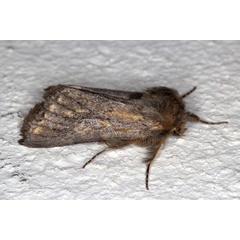 /filer/webapps/moths/media/images/P/poliostrota_Phyllaliodes_F_Heyns_02.jpg