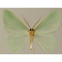 /filer/webapps/moths/media/images/A/arabica_Prasinocyma_AM_ZSMb.jpg