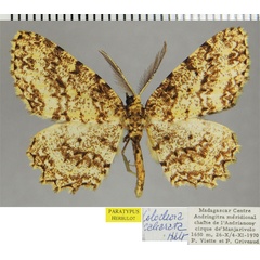 /filer/webapps/moths/media/images/C/calcarata_Colocleora_AM_ZSMa.jpg