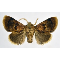 /filer/webapps/moths/media/images/D/deleter_Trogocrada_AM_NHMO.jpg