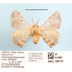 /filer/webapps/moths/media/images/Z/zolotuhini_Racinoa_A_MGCLa_01.JPG