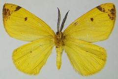 Hylemera teleutaea