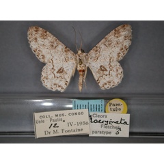 /filer/webapps/moths/media/images/L/lacrymata_Cleora_PT_RMCA_01.jpg