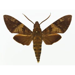 /filer/webapps/moths/media/images/B/bipartita_Nephele_AM_Basquin_01a.jpg