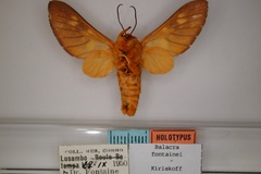 Balacra fontainei