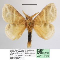 /filer/webapps/moths/media/images/S/salammbo_Eucraera_AM_MGCLa_01.JPG