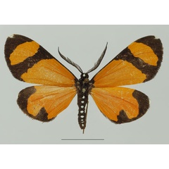 /filer/webapps/moths/media/images/N/niphanda_Terina_AM_Basquin_03a.jpg