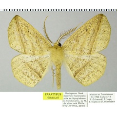 /filer/webapps/moths/media/images/C/catenosa_Psilocerea_PTM_ZSMa.jpg