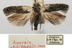 Anarsia albibasella
