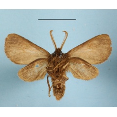 /filer/webapps/moths/media/images/M/mgcl1155873_lugubris_Metarctia_A_MGCLb_01.JPG