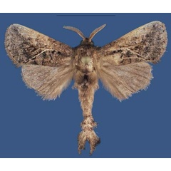/filer/webapps/moths/media/images/K/kimbozensis_Kayamuhakaia_HT_NHMO.jpg