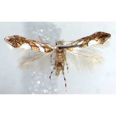 /filer/webapps/moths/media/images/G/grewiella_Phyllonorycter_AF_ZMHB.jpg