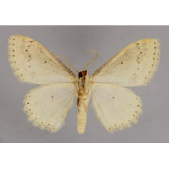 /filer/webapps/moths/media/images/A/accentuata_Scopula_A_ZSM_02.jpg