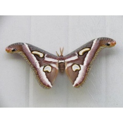 /filer/webapps/moths/media/images/P/perspicuus_Epiphora_A_Stanton.jpg