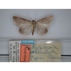 /filer/webapps/moths/media/images/R/reticulata_Periplusia_HT_RMCA_02.jpg