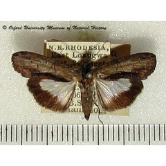 /filer/webapps/moths/media/images/M/methyalea_Lophoptera_A_OUMNH.jpg