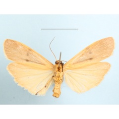 /filer/webapps/moths/media/images/T/trinitas_Zobida_A_MGCLb_01.JPG