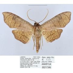 /filer/webapps/moths/media/images/C/catenula_Kuja_AM_ANHRTa.jpg