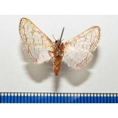 /filer/webapps/moths/media/images/S/serraticornis_Rhodoneura_A_Goffb_01.jpg