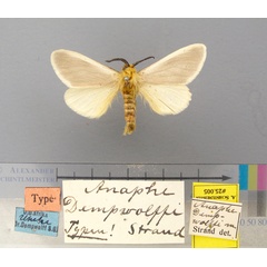/filer/webapps/moths/media/images/D/dempwolffi-Anaphe-25005-ST-Tanzania_mZzFTjg.jpg