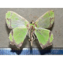 /filer/webapps/moths/media/images/C/confuscata_Agathia_A_Goff.jpg