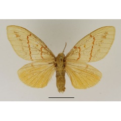 /filer/webapps/moths/media/images/I/imparilis_Chrysopsyche_AF_Basquin_03.jpg