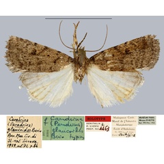 /filer/webapps/moths/media/images/G/glaucoides_Caradrina_HT_MNHN.jpg