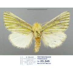 /filer/webapps/moths/media/images/C/conspicuana_Antheua_PTF_MWM.jpg