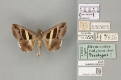 /filer/webapps/moths/media/images/C/congesta_Grammodes_PTM_BMNHa.jpg