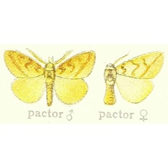 /filer/webapps/moths/media/images/P/pactor_Lacipa_ST_Hering_21e.jpg